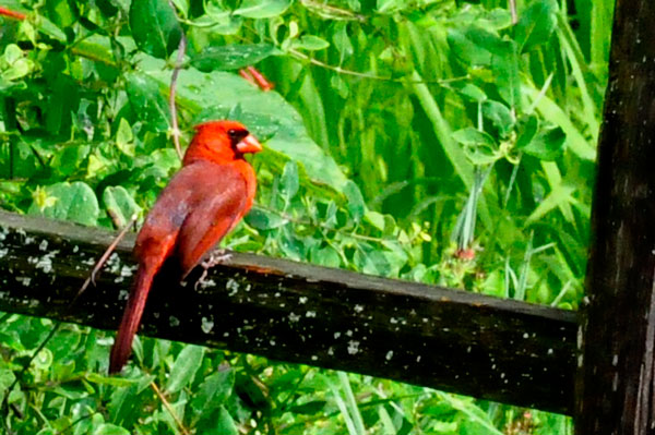 cardinal bird